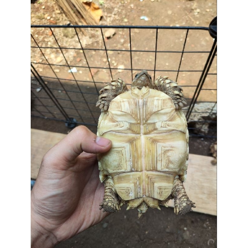 MAINAN KURA SULCATA 11-12 CM