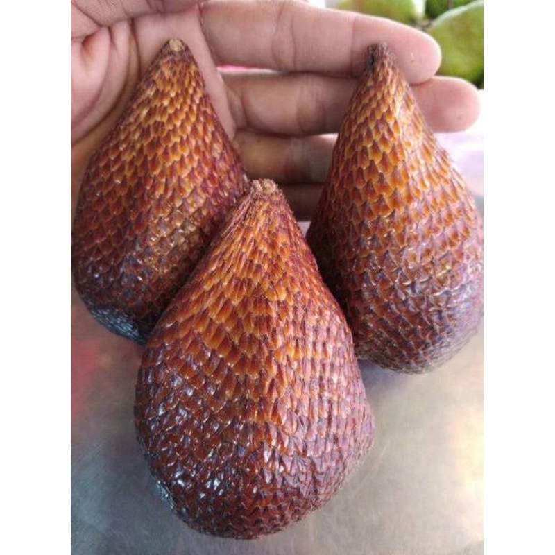 

Salak Pondoh Jogja ON PROMO