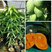 Mangga Harum Manis | Cepat Berbuah | Berbuah Di Dalam Pot | BIBIT OKULASI / SAMBUNG PUCUK