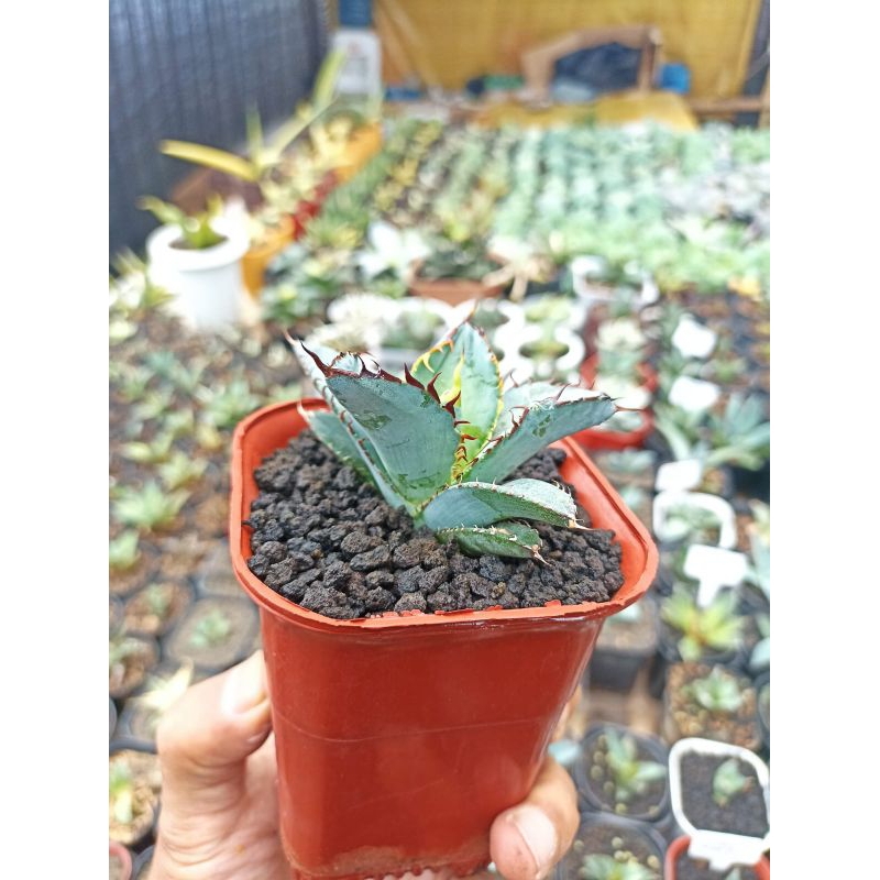 Agave/Titanota/Blue/Ball/Sukulen/KaktusMini/Tanaman