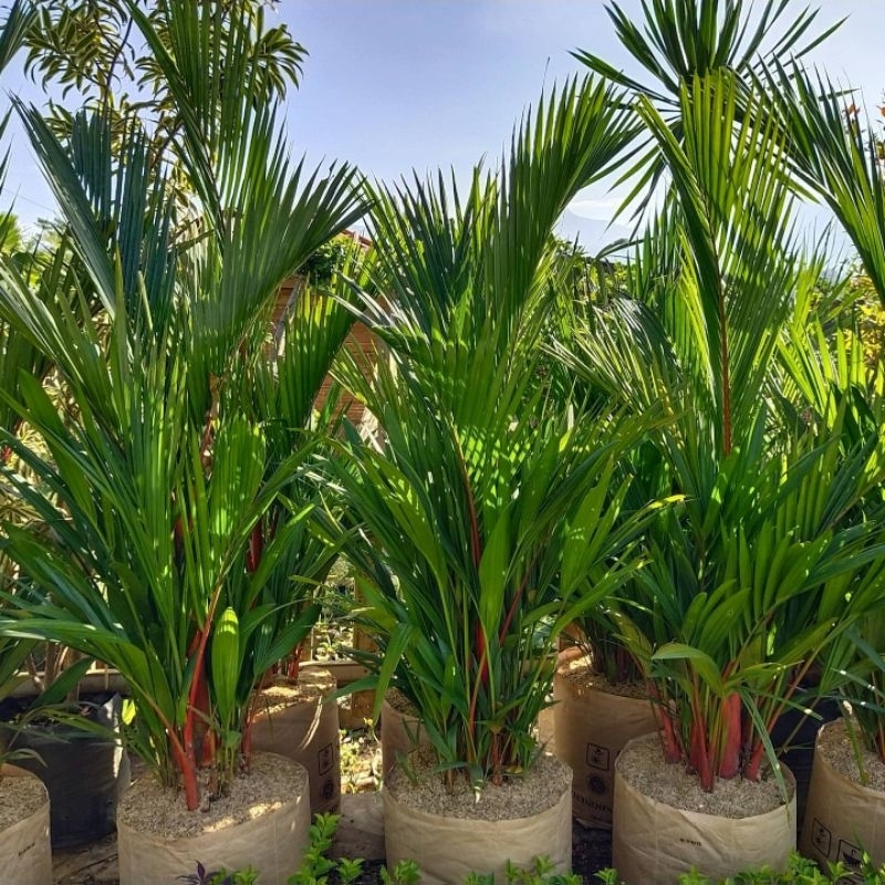 TANAMAN HIAS PALEM MERAH 1 RUMPUN BESAR TINGGI 2 METER UP - POHON PALEM MERAH