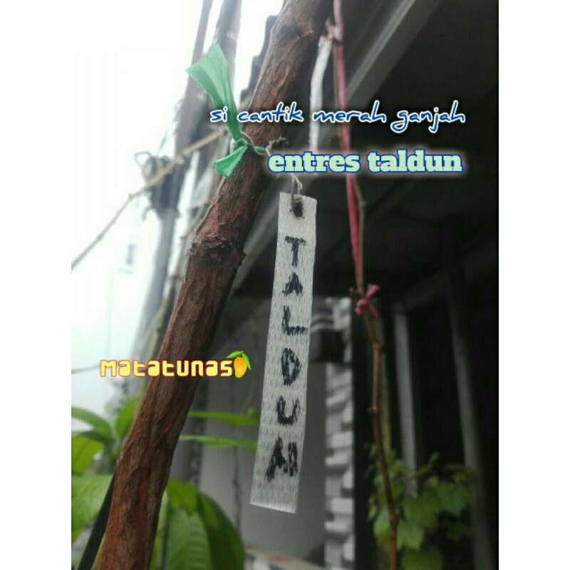 entres anggur Taldun 3 matun