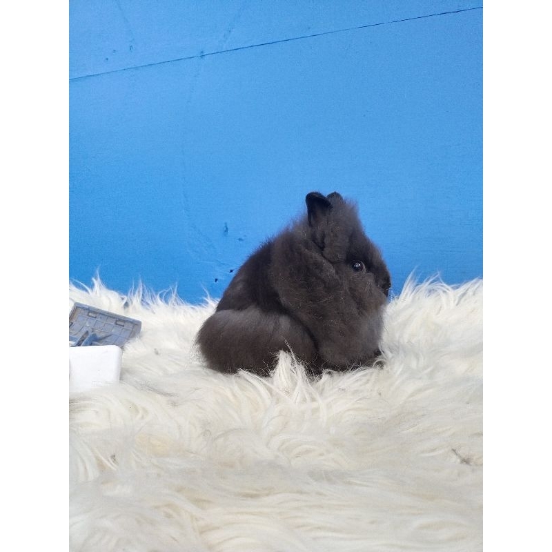 kelinci lion head