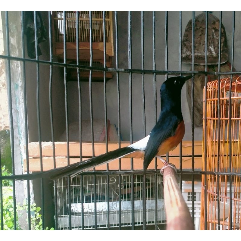 Murai Batu Medan Gacoran Prospek