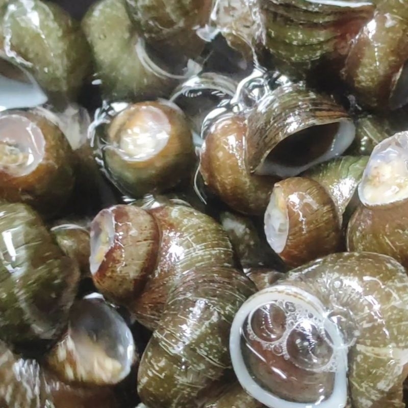 

Tutut Frozen Keong Sawah Fresh Segar Instan 800g Sudah Bersih Potong Ekor