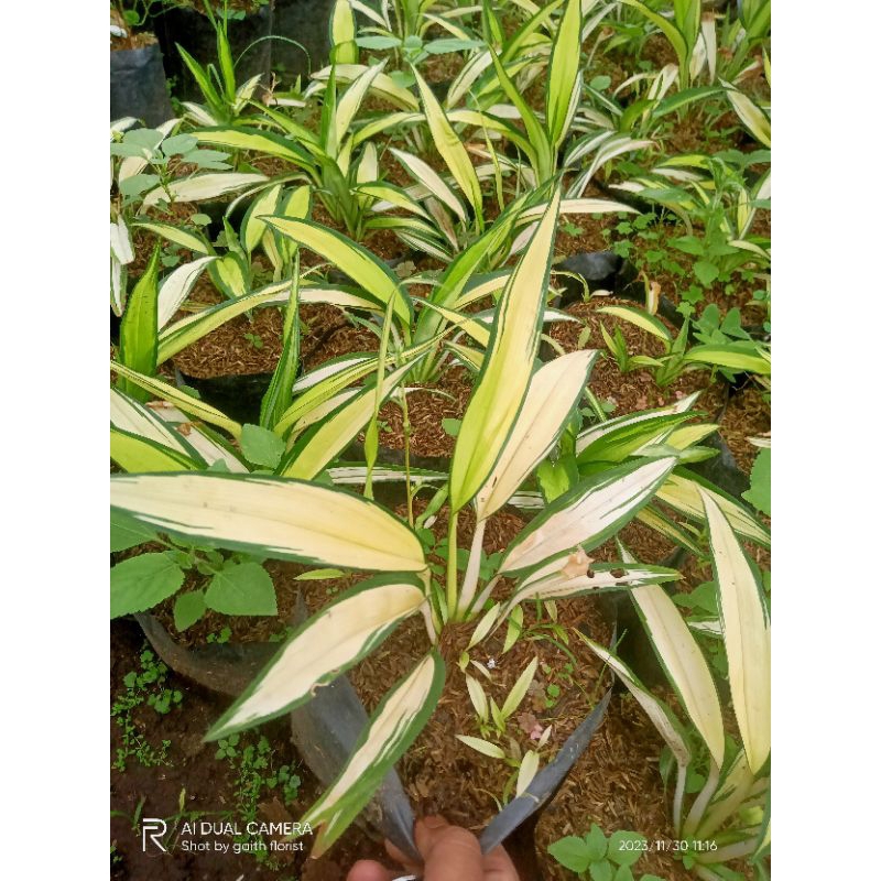 tanaman hias lili paris hawai varigata kuning