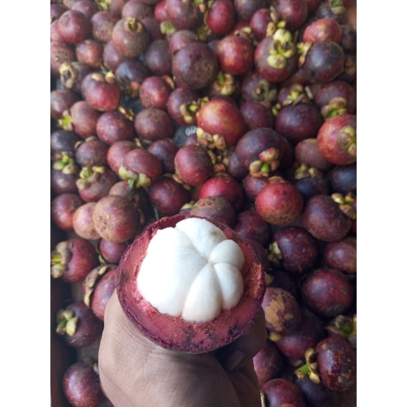 

BUAH MANGGIS JUMBO // FRESH & MANIS 1KG