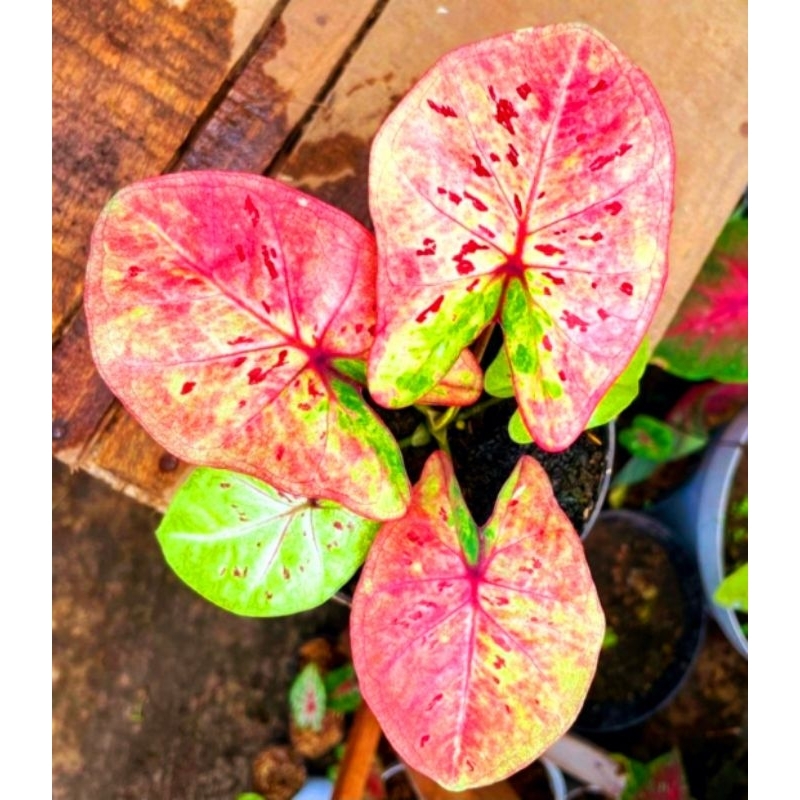 Caladium H02 Keladi Hias H02 Tanaman Hias Keladi Murah Meriah / Keladi Merah Bunga Hidup Tanaman Hia
