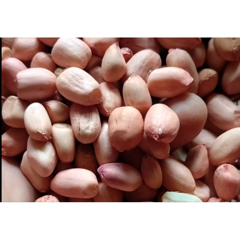 

500g,kacang tanah fresh langsung dari petani