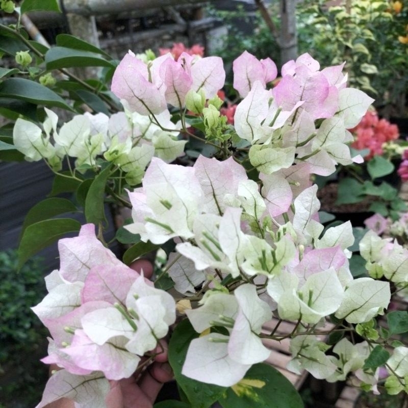 bougenville BENGAWAN SOLO