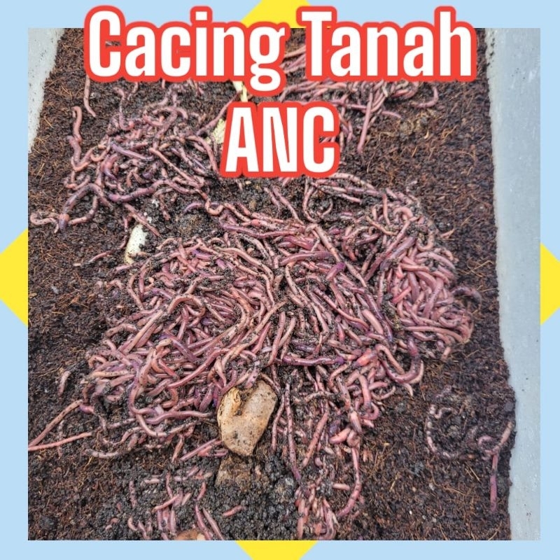 cacing tanah 100gr kemasan ekonomis dan efisien cacing tanah hidup segar cacing tanah anc