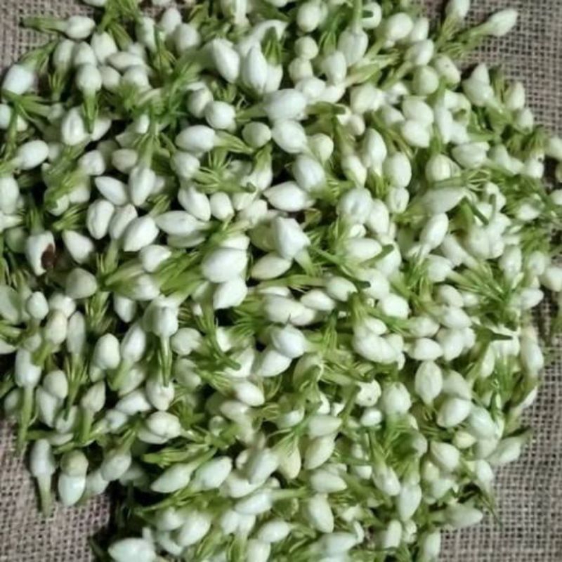 Kuncup bunga melati segar,melati segar 50gram