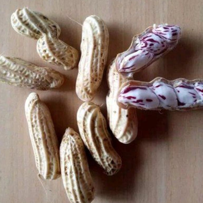 

LF8 kacang tanah basah/kacang madu/kacang lurik/kacang super fresh 500gr ➥Model Baru