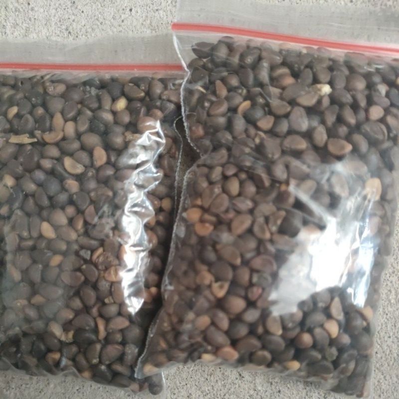 Bibit Kangkung Cabut Per Bungkus Termurah