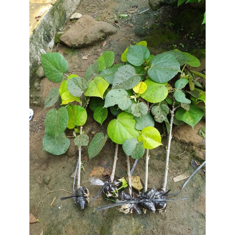 Bibit Waru India hasil cangkok full akar FRESH