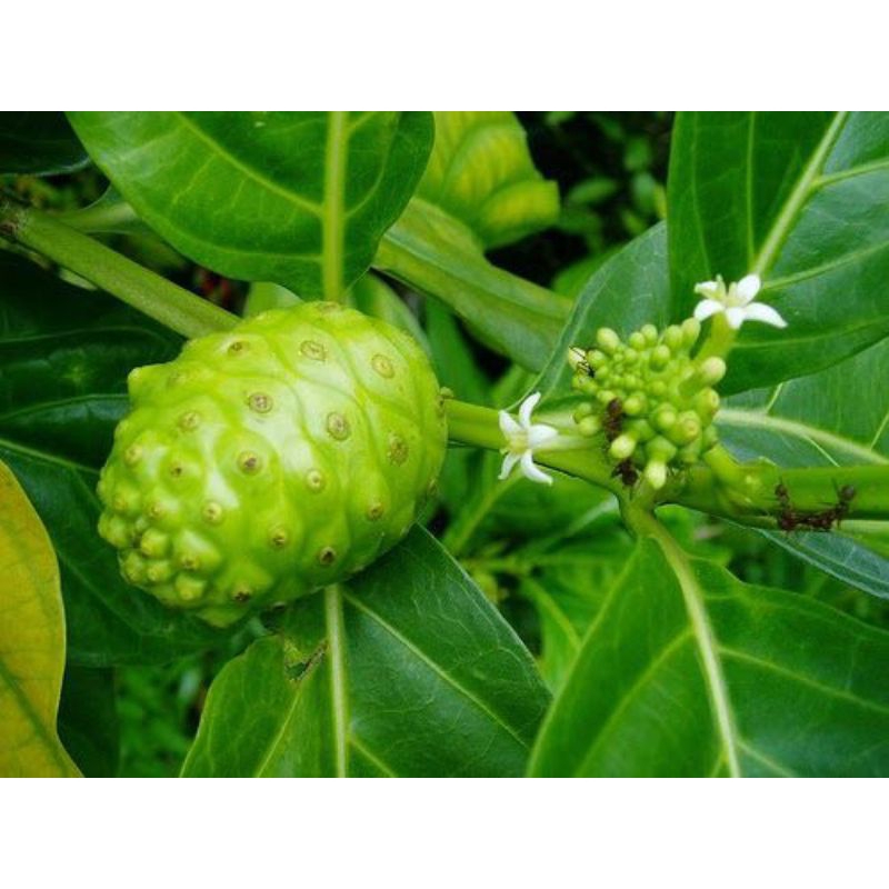 

daun mengkudu/daun herbal,tradisional/25.lembar