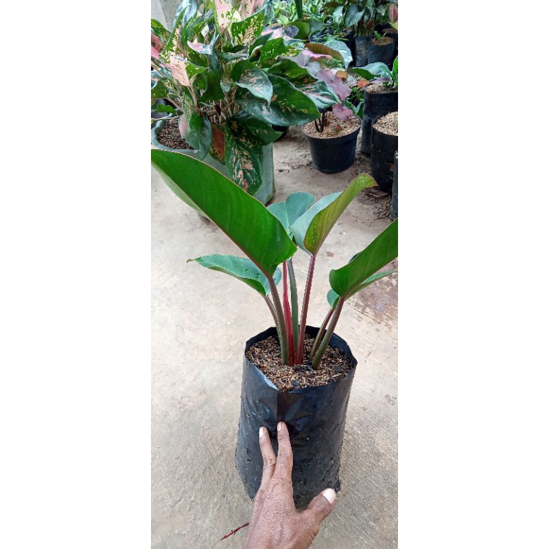 bunga philo black kardinal