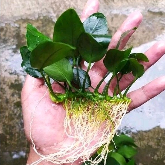 Anubias nana size mp calon indukan tanaman aquascape/akuarium low co2