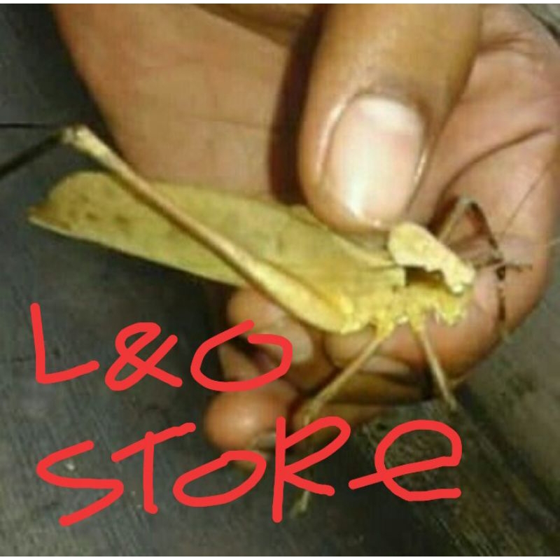 masteran kicau_walang kecek