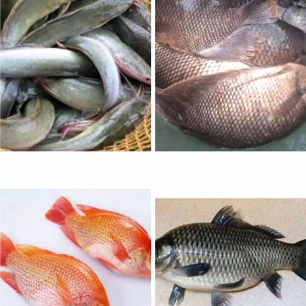 

QVFP2880 Terbaru 3.3 Ikan Patin / Nila Merah / Mas / Lele / Mujaer / Bawal / Gurame