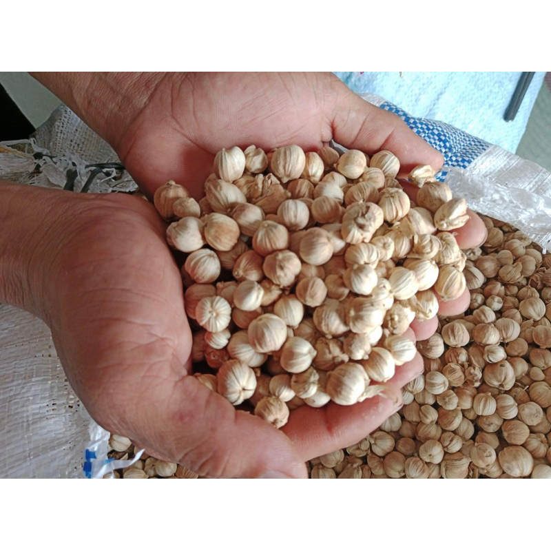 

GROSIR kapulaga/kapolaga kering 10kg