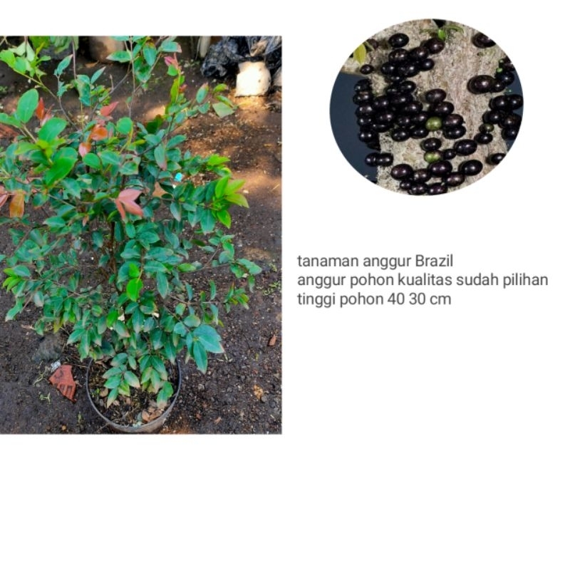 bonsai anggur Brazil. jual bahan anggur Brazil Kupa landak