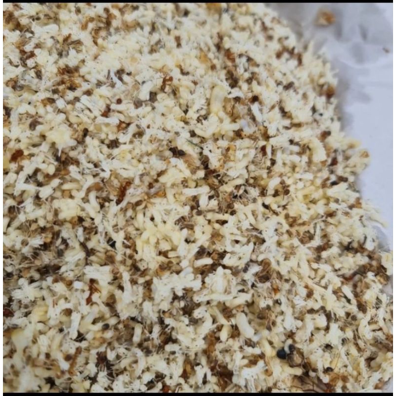 kroto telur semut rangrang 500 gram