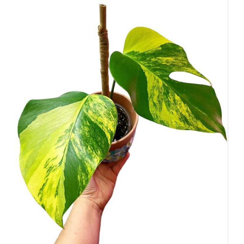 bonggol Monstera king varigata gold original