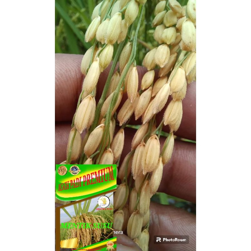 benih padi mentik wangi susu 5kg
