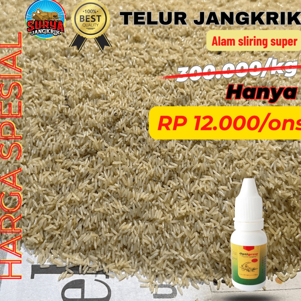 Mur4h agen jual telur jangkrik alam kualitas super 100 gram [156]