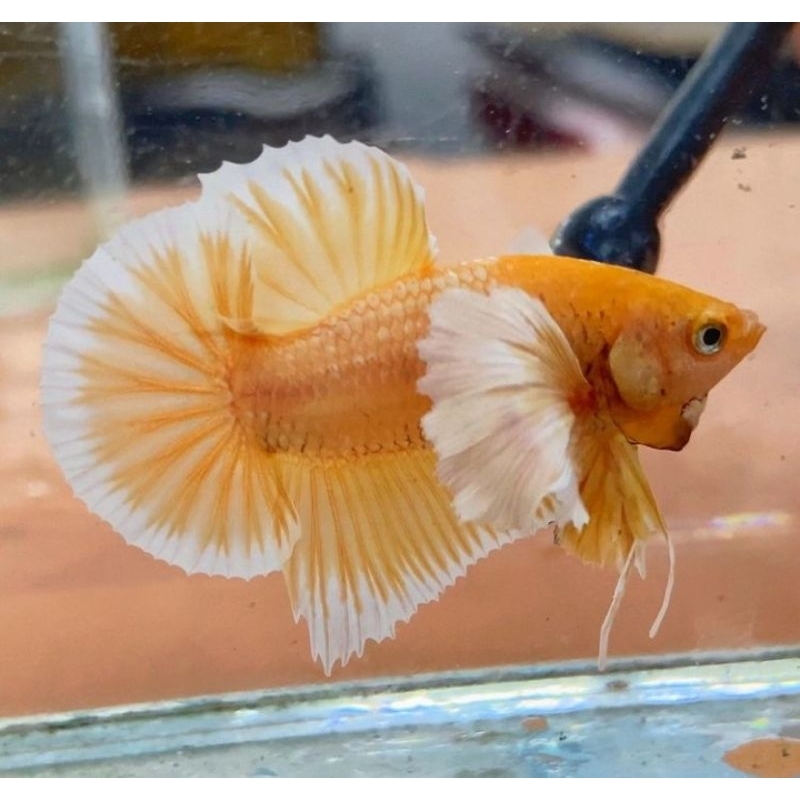 ikan cupang plakat dumbo ear lavender