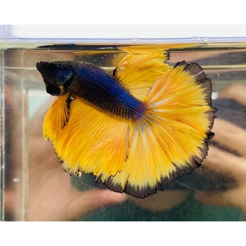 cupang halfmoon yellow mustard gas