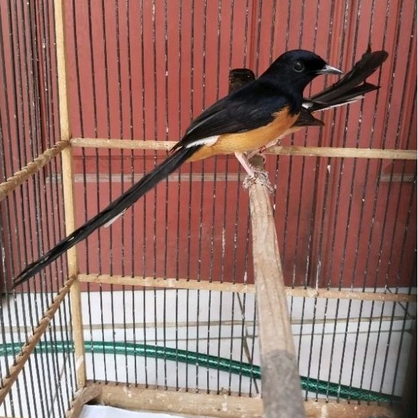 MURAI MEDAN SEPASANG INDUKAN JAMINAN PRODUKSI EKOR 20CM X 14CM