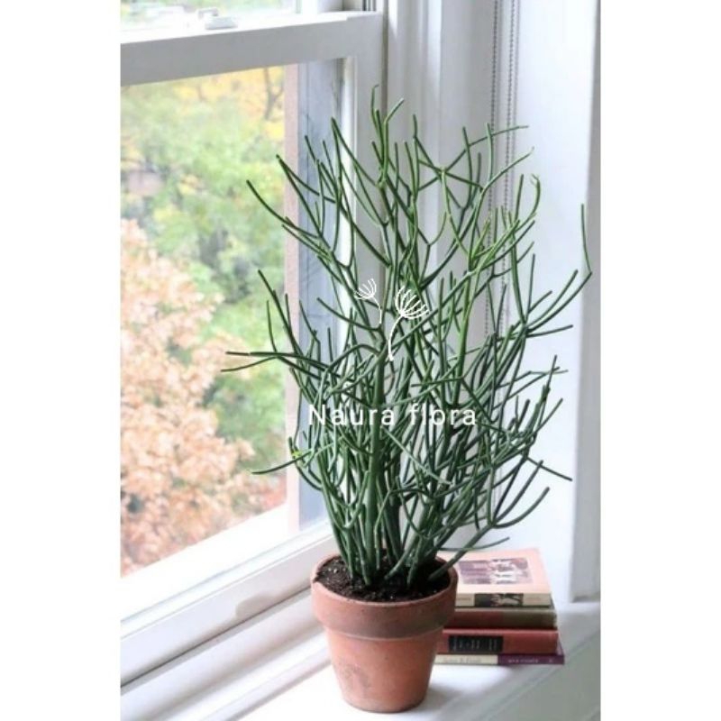 Tanaman hias patah Tulang herbal - pohon herbal patah tulang