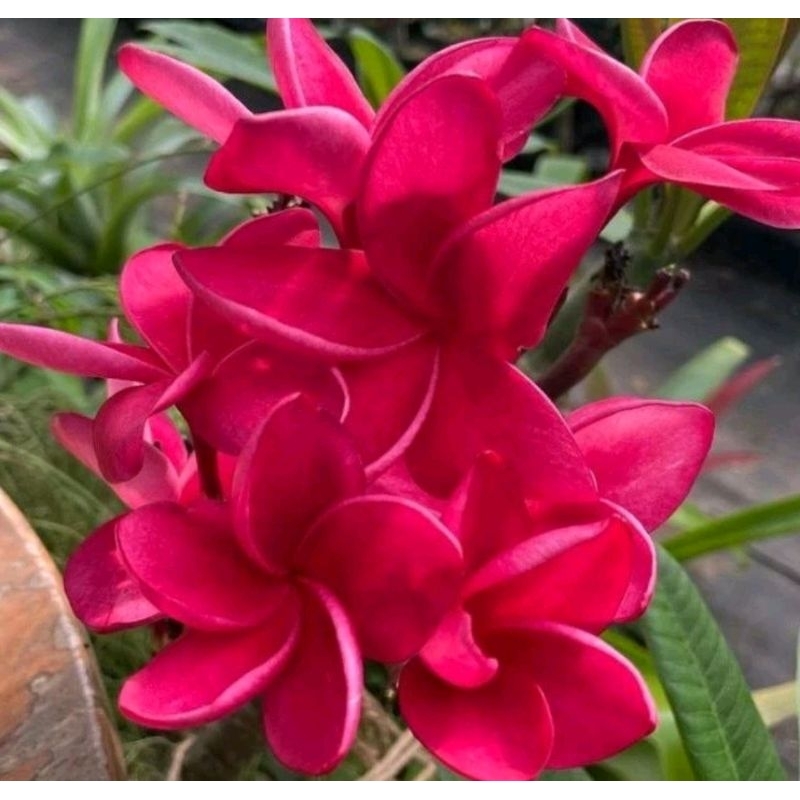 PLUMERIA RED SANUYE KAMBOJA BALI BERAKAR
