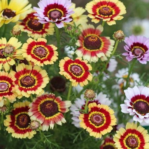 Benih Bibit Unggul Bunga Krisan Rainbow Mix Chrysanthemum Termurah