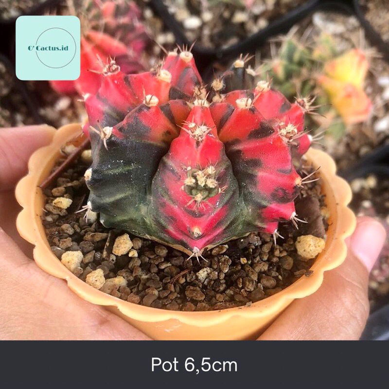 Gymno T3115 Merah ( Gymnocalycium Miha Mihanovichi T3 T31115 Kaktus Tanaman Hias Segar Hidup Mihanov
