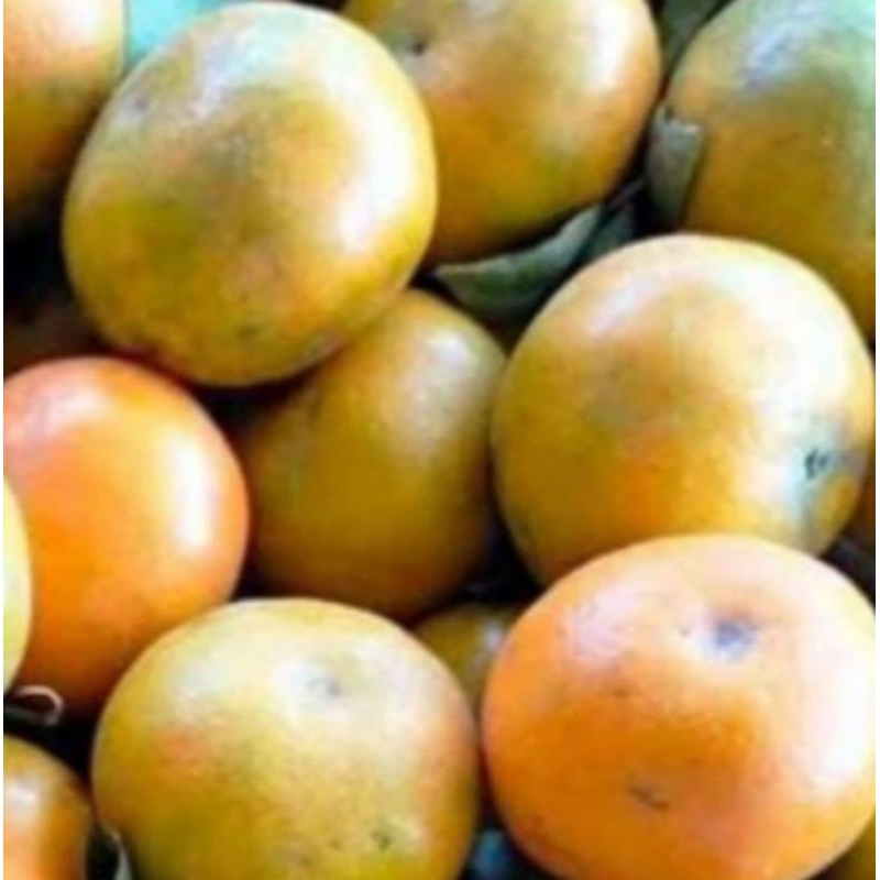 

JV Jeruk malang Jatim santang madu super press gede pol,, pengiriman jeruk gede pol 1kg