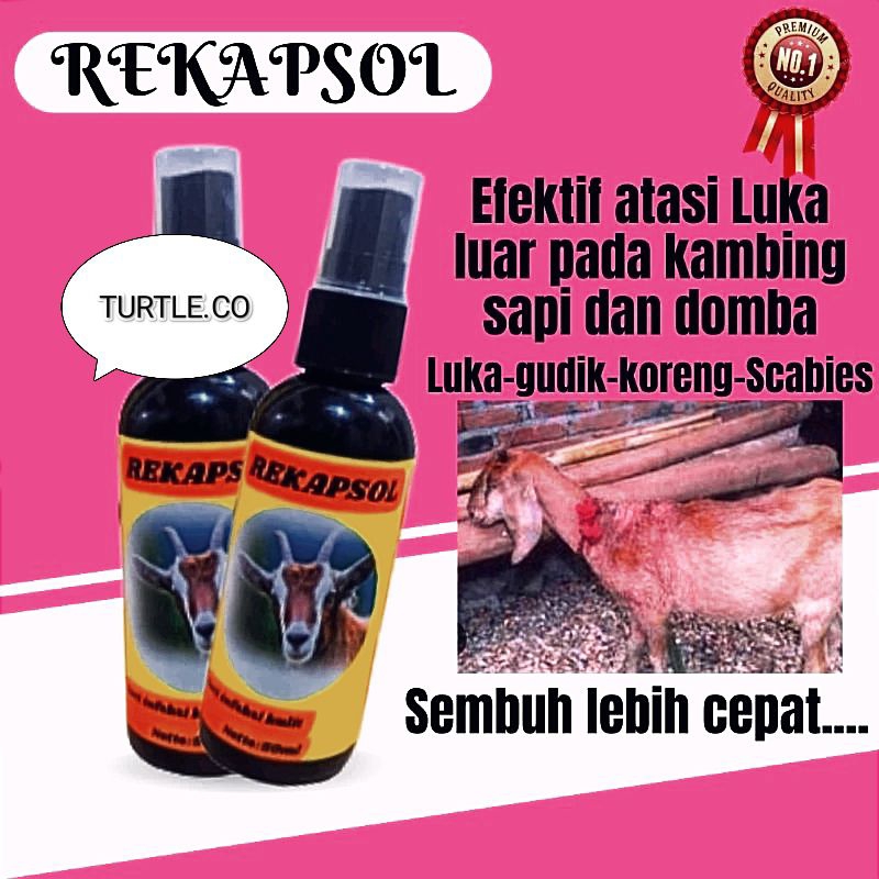 Obat Scabies Kambing Super Ampuh