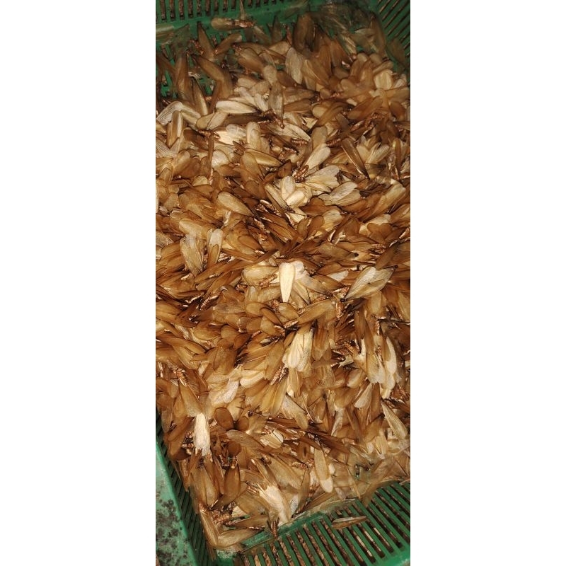 umpan pancing LARON SILARU 1 kg