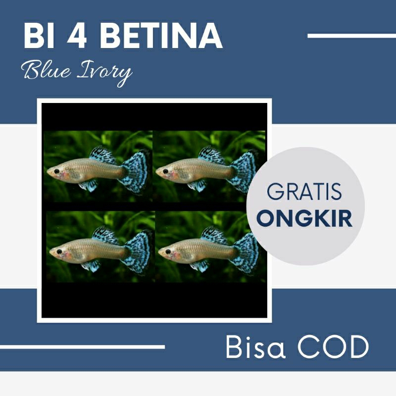 Guppy 4  Blue Ivory (female)