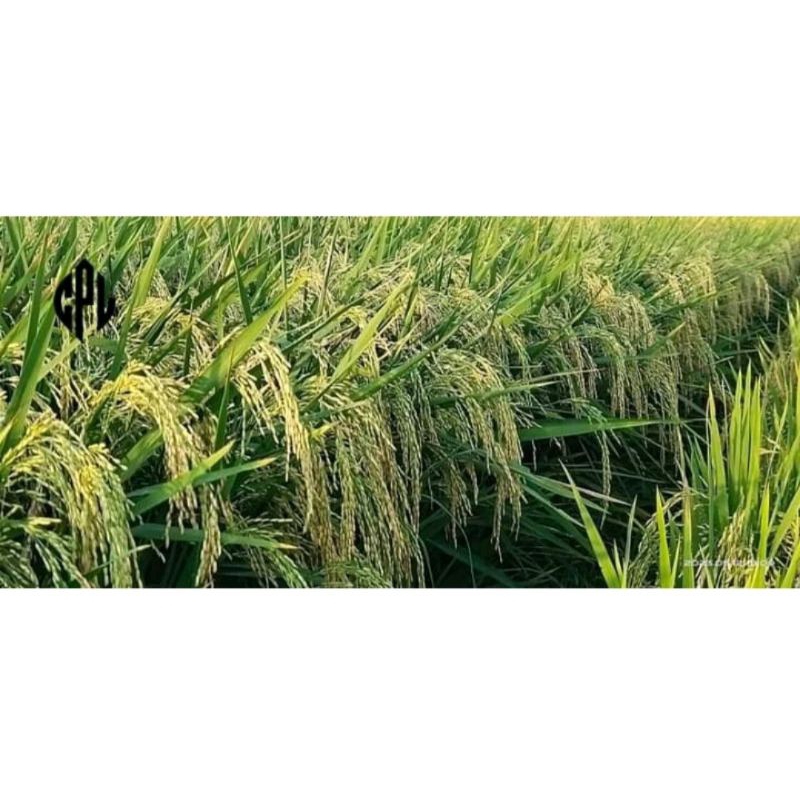 Benih Padi Inbrida C2 Kemasan 5 Kg