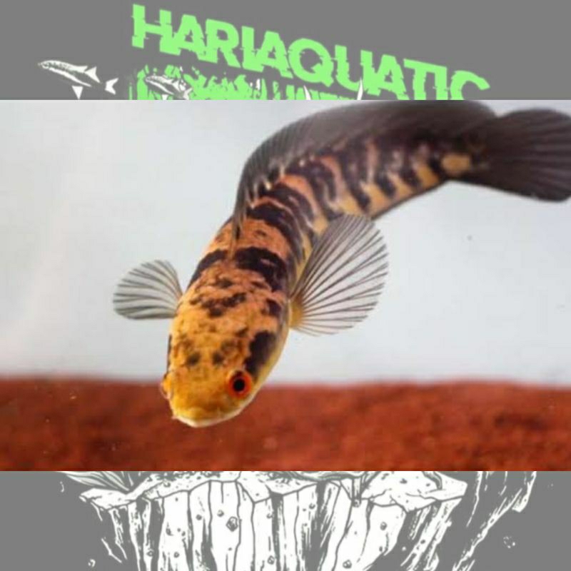 MARU YS GRADE A SINGLE TANK (Size 17 - 19cm REAL) Free Stiker Keren