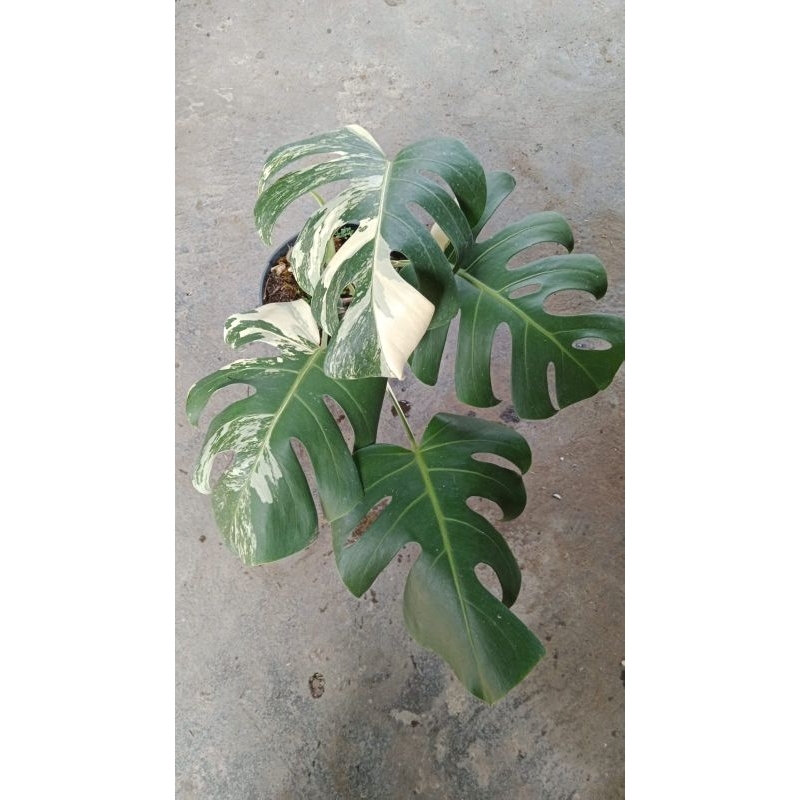 Bunga monstera king varigata
