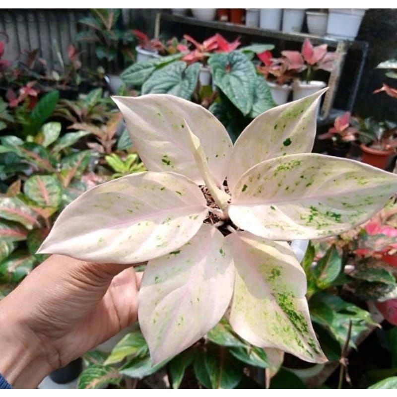 promo big sale Aglonema legacy salju bibit siap tumbuh