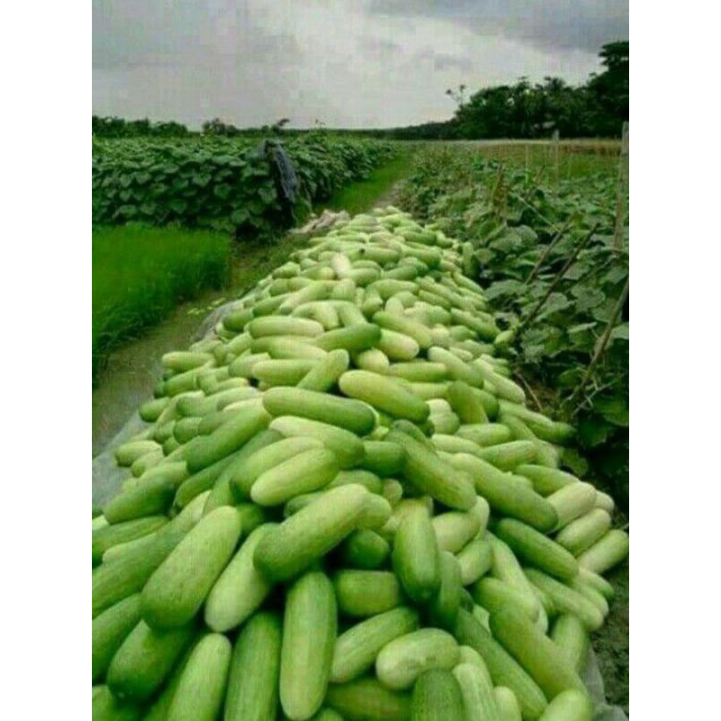 

Timun segar Fresh cucumber 500gr