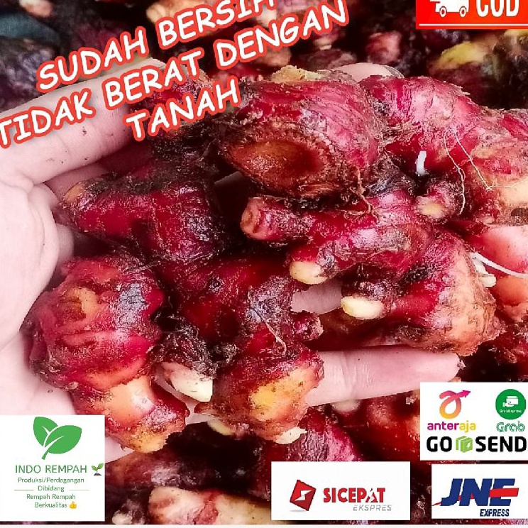 

✲#Sale✣ Jahe Merah / Red Ginger Size Super 1 Kg Sudah Bersih C74 ☍