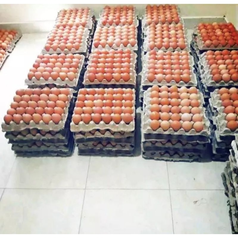 

telur ayam 1 kg