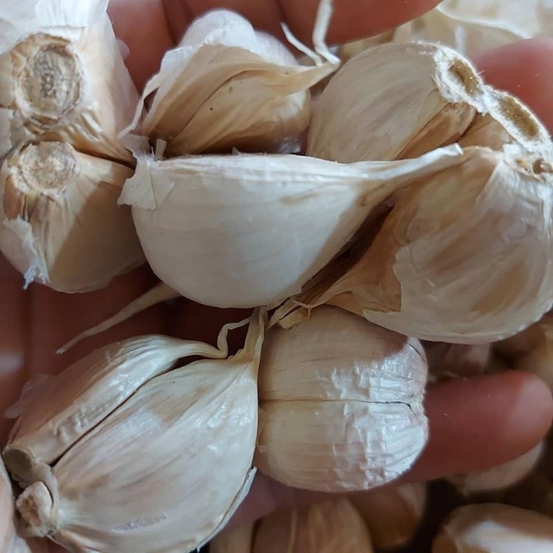 

Bawang Putih Kating Segar Organik 1 Kg