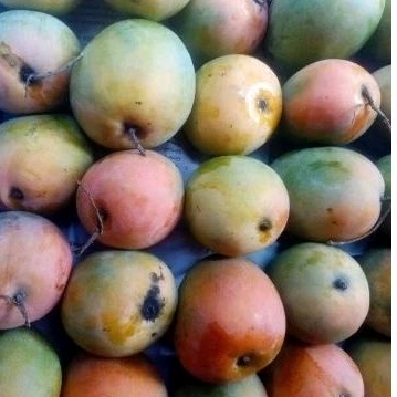 

mangga gincu